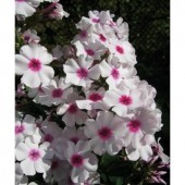 Флокс Phlox Надежда Павлова